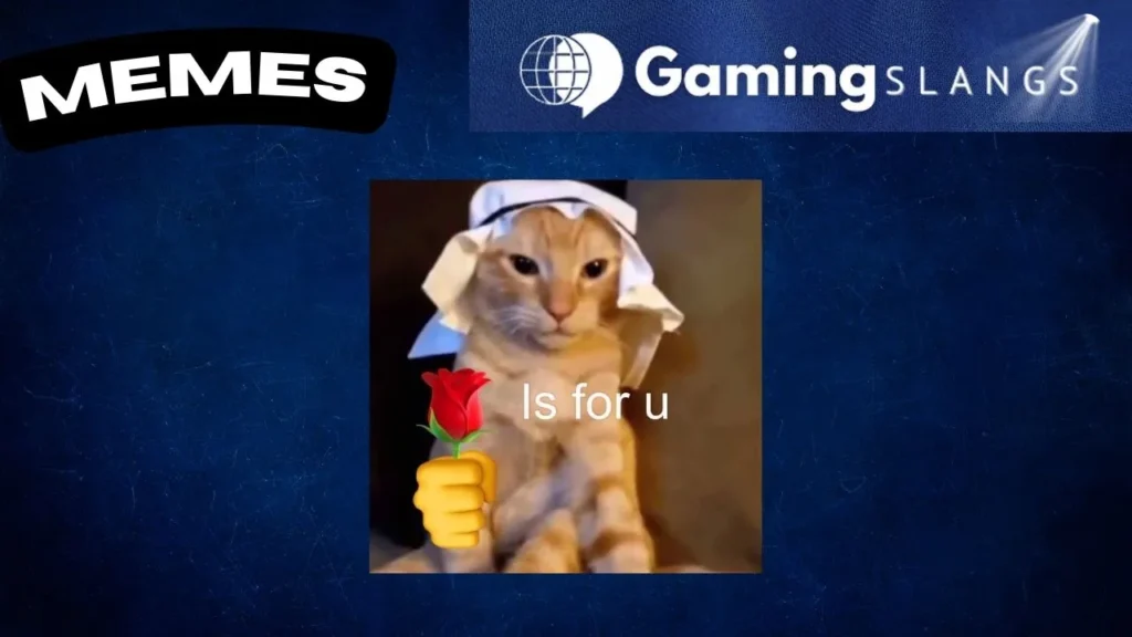 Habibi Cat Meme Meme Picture